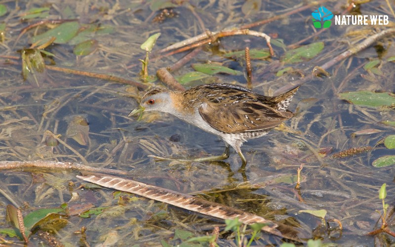 Baillon's Crake